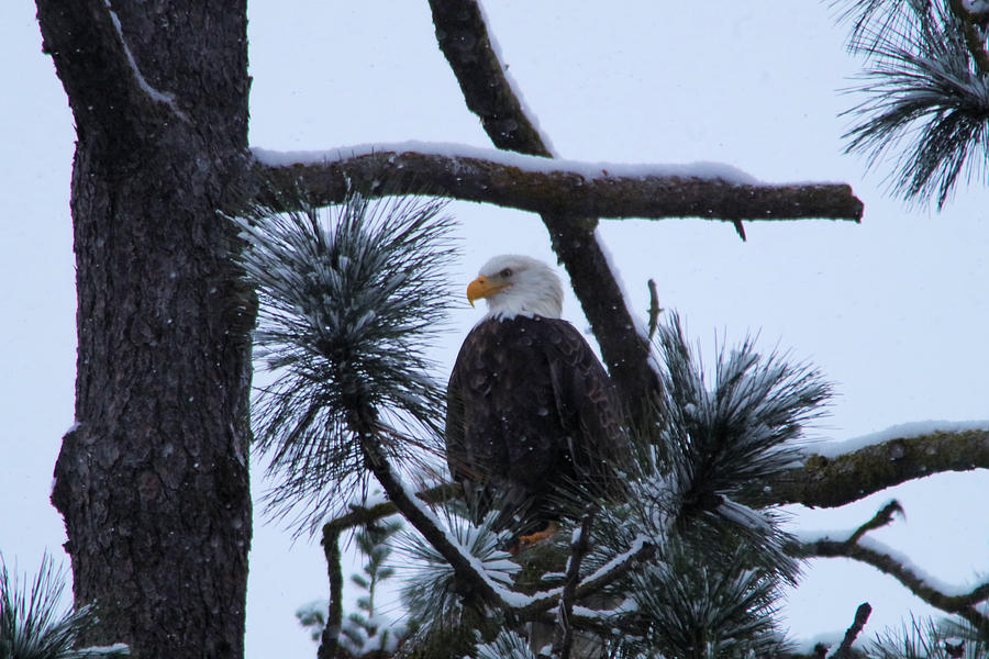 Eagle on a frosted limb Photograph by Jeff Swan