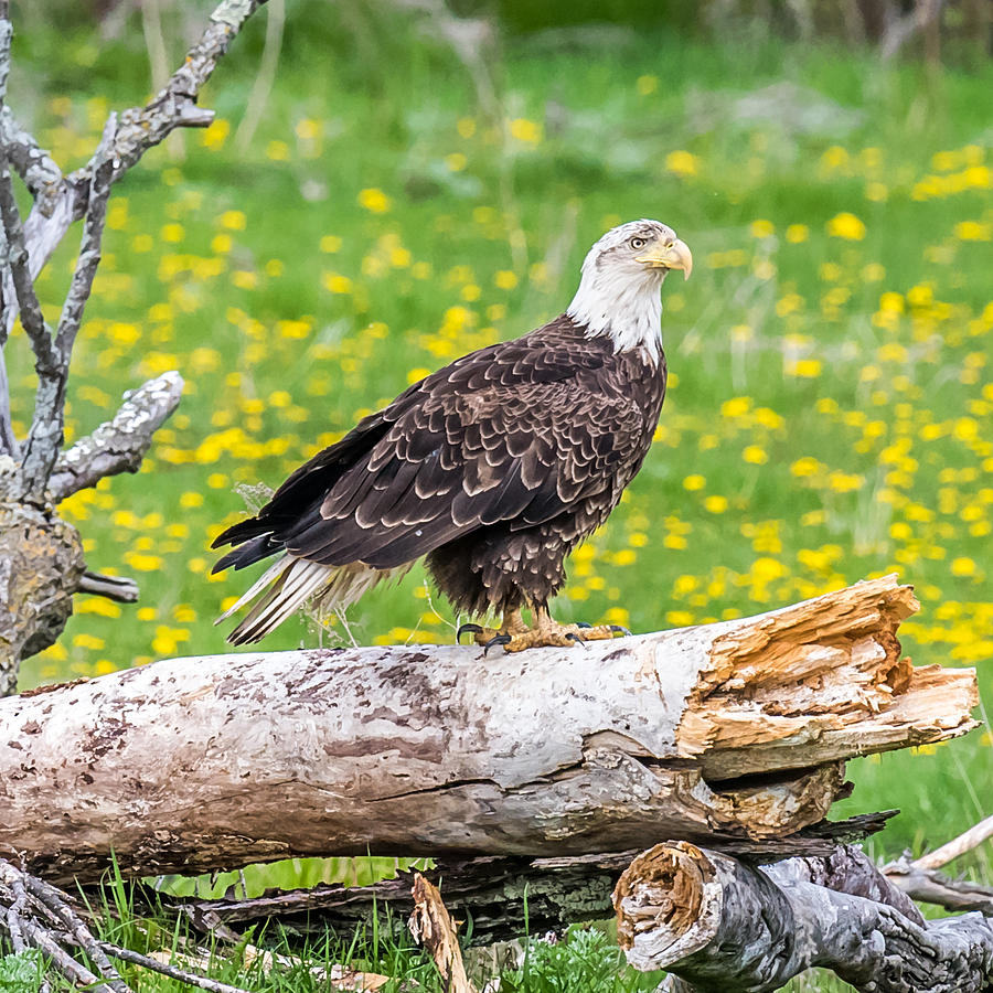 Eagle on A Log Photograph by Paul Freidlund