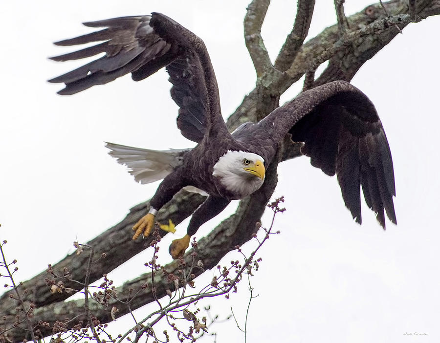 Eagle on a Mission Photograph by Judi Dressler