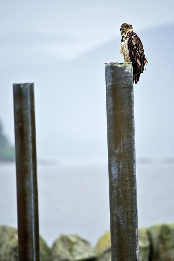 Eagle on a Pole Photograph by Paul Riedinger