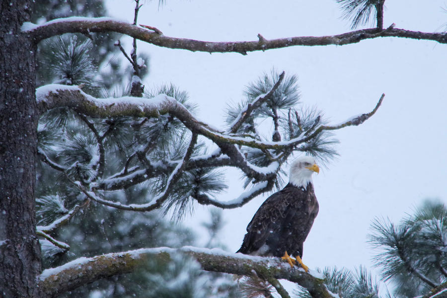 Eagle on a snowy branch Photograph by Jeff Swan