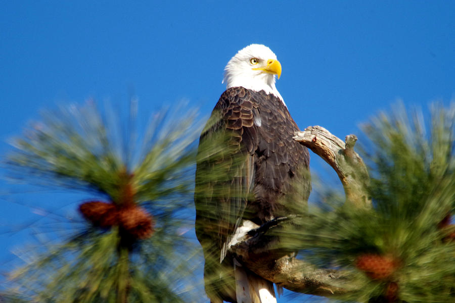 Eagle on a sunny day Photograph by Jeff Swan