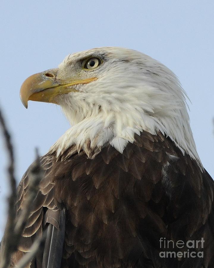 Eagle on Alert Photograph by Robert Buderman
