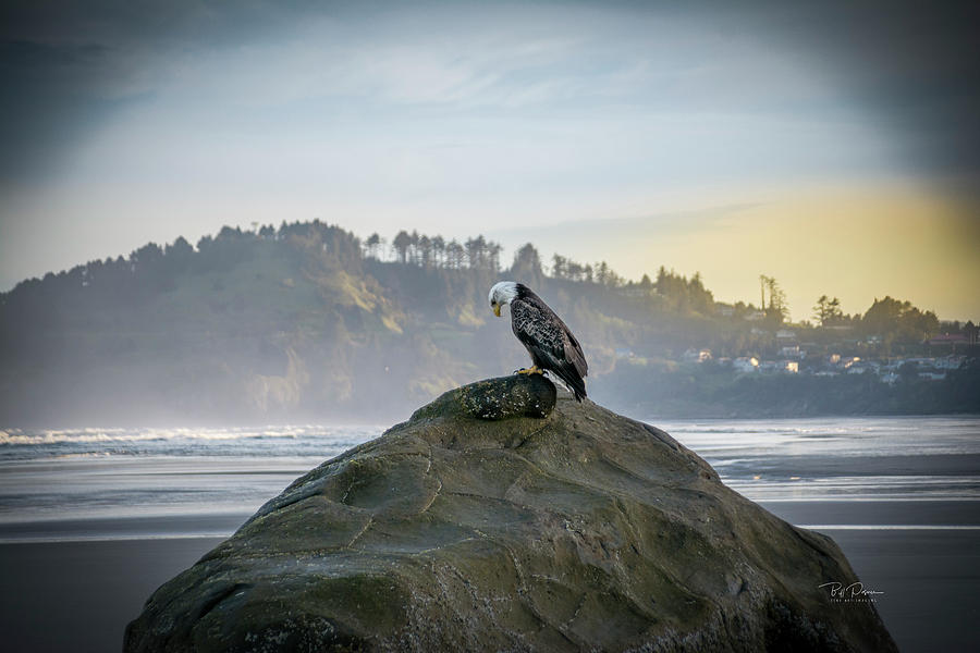 Eagle on Beach Photograph by Bill Posner