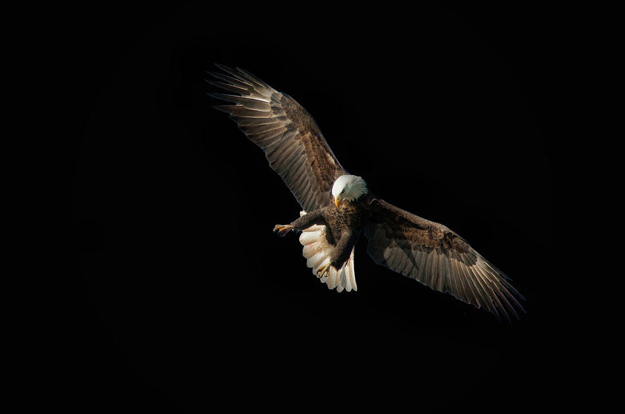Eagle on Black Photograph by Steve Stuller