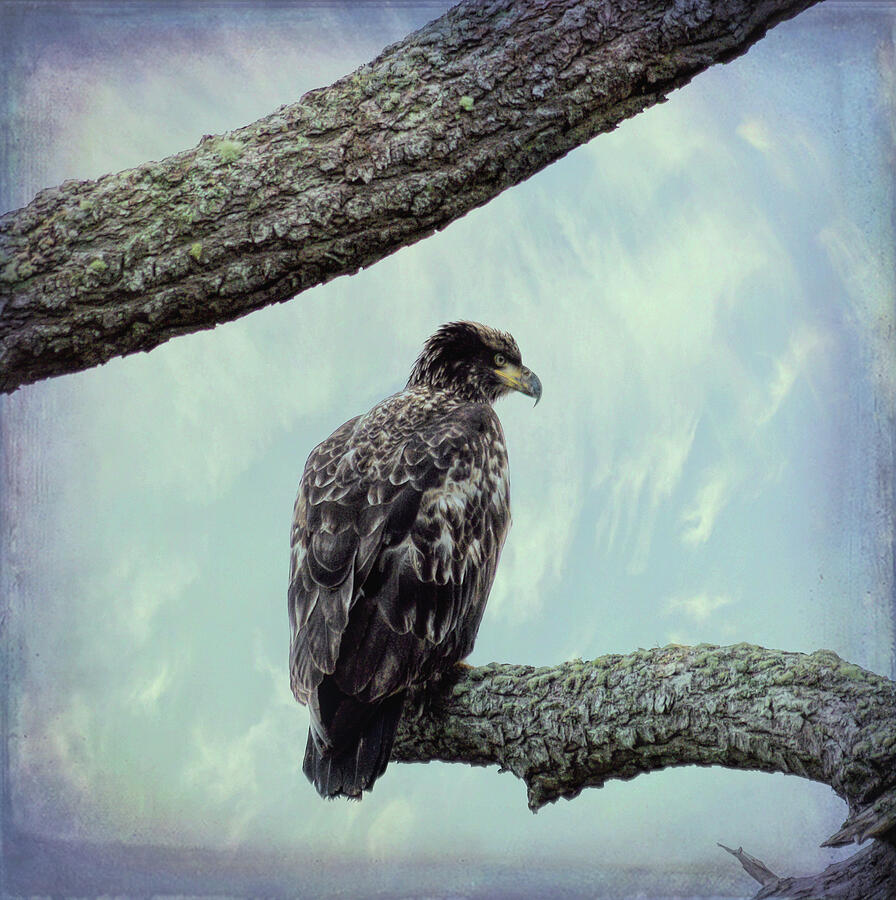 Juvenile Bald Eagle Photograph by Marilyn Wilson