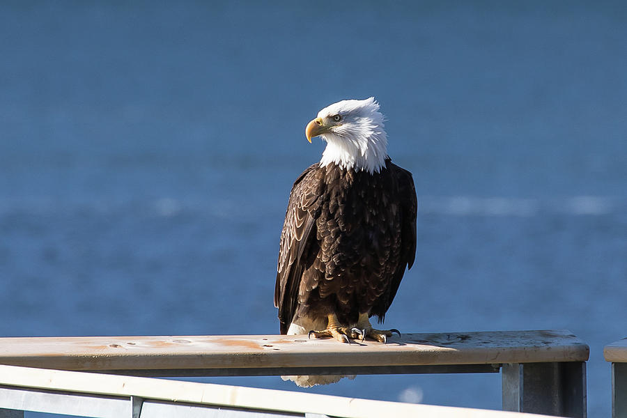 Eagle on Handrail Photograph by Ronnie Maum