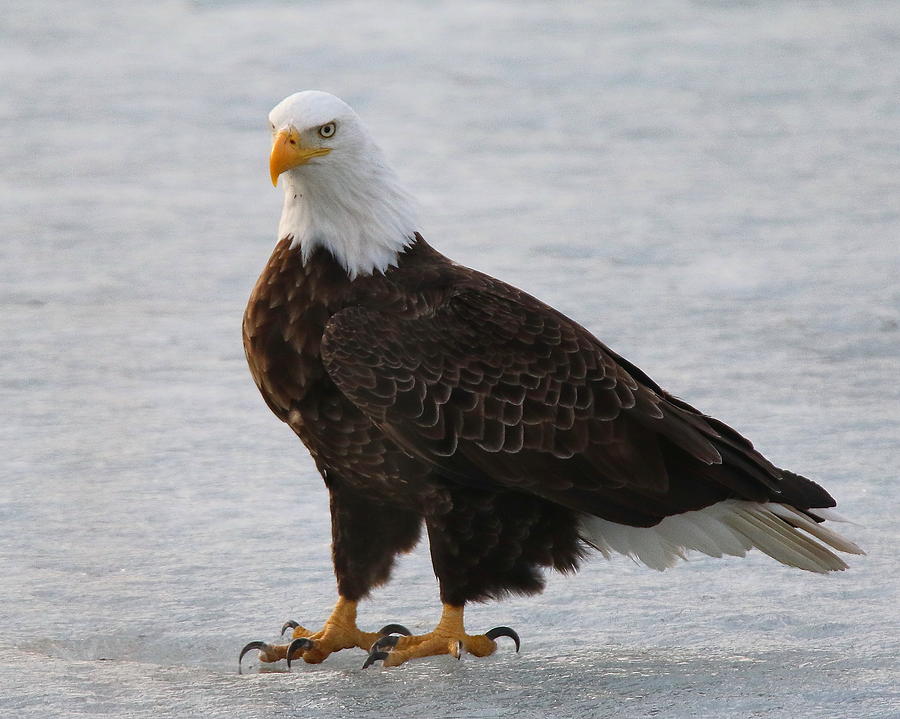 Eagle on ice Photograph by Arvin Miner