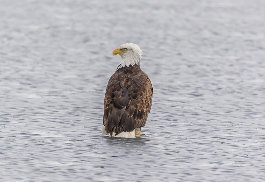 Eagle on Ice Photograph by Marc Crumpler