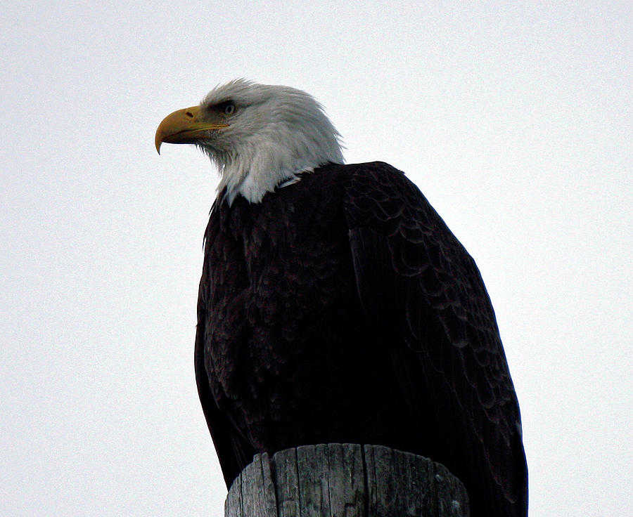 Eagle on Kodiak Island 1 Photograph by June Goggins - Fine Art America