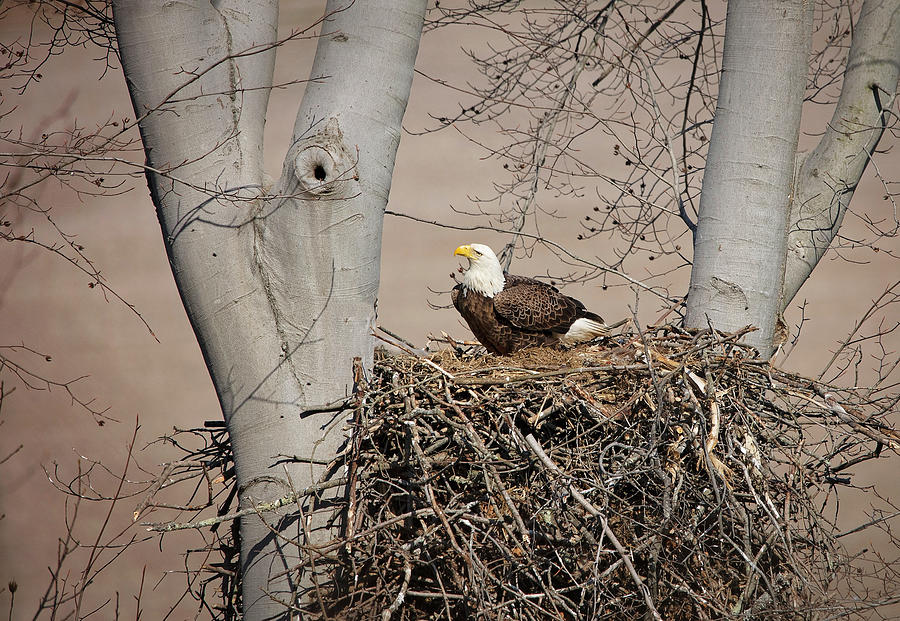 Eagle on Nest Photograph by Deborah Penland
