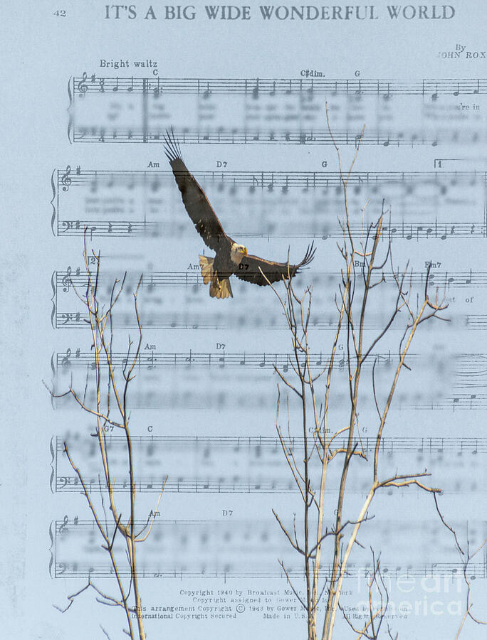 Eagle on Sheet of Music Photograph by Randy J Heath