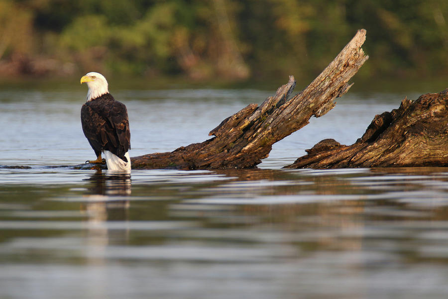 Eagle On Stump Photograph by Brook Burling