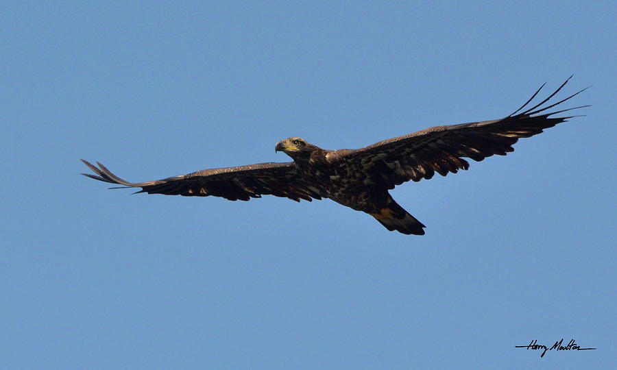 Eagle On The Hunt Photograph by Harry Moulton