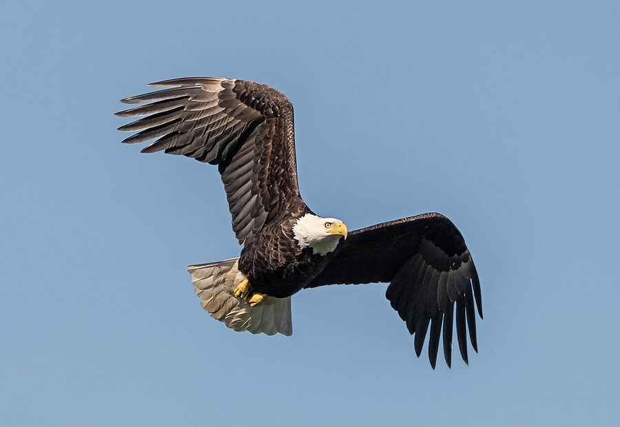 Eagle on the Hunt Photograph by Loree Johnson