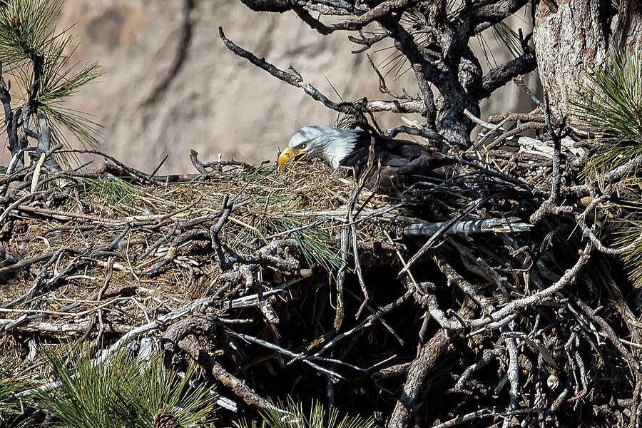 Eagle On The Nest, No. 2 Photograph