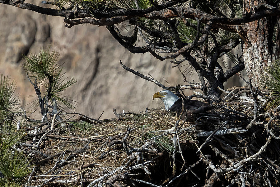 Eagle On The Nest, No. 3 Photograph