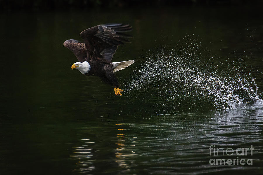 Eagle  on the Rise Photograph by John Greco