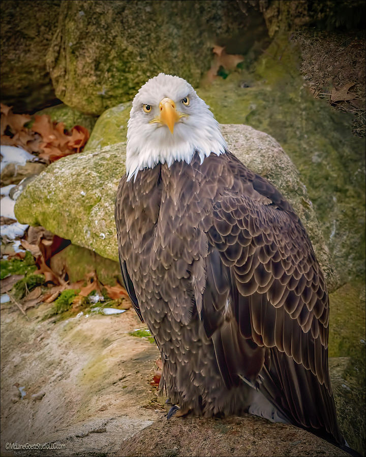 Eagle Photograph - Eagle on the Rocks by LeeAnn McLaneGoetz McLaneGoetzStudioLLCcom