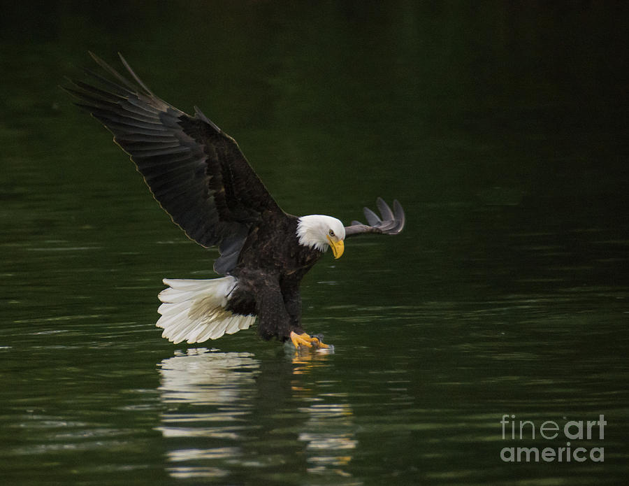 Eagle on the Skagit River Photograph by John Greco