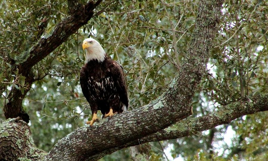 Eagle Photograph - Eagle On the Watch by Rosanne Jordan