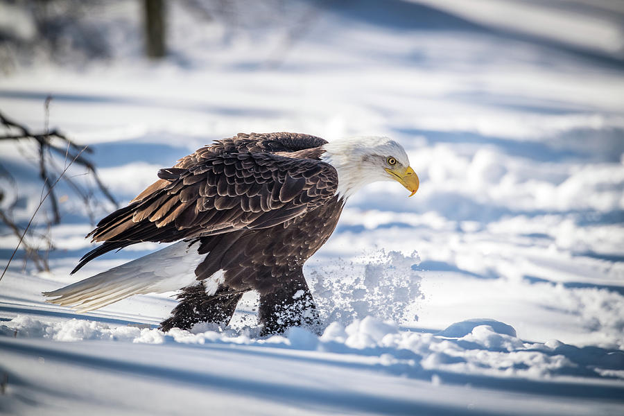 Eagle out for a Stroll Photograph by Paul Freidlund