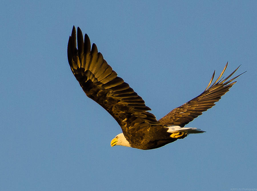 Eagle over Arlington Photograph by Jeff at JSJ Photography