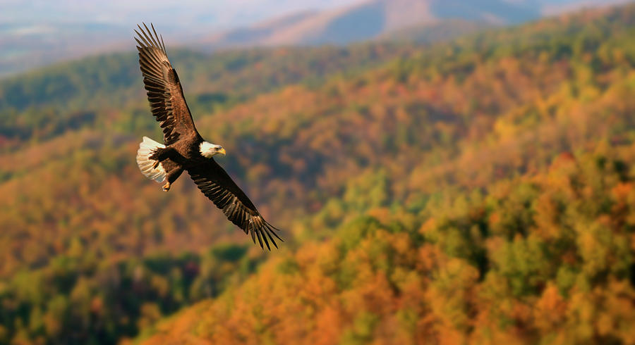 Eagle over Blue Ridge Mountains Photograph by Crittenden Photography ...