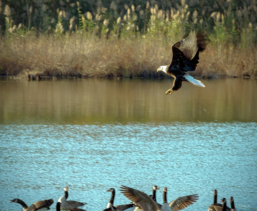 Bald Eagle Over Geese Photograph by Brian Wallace