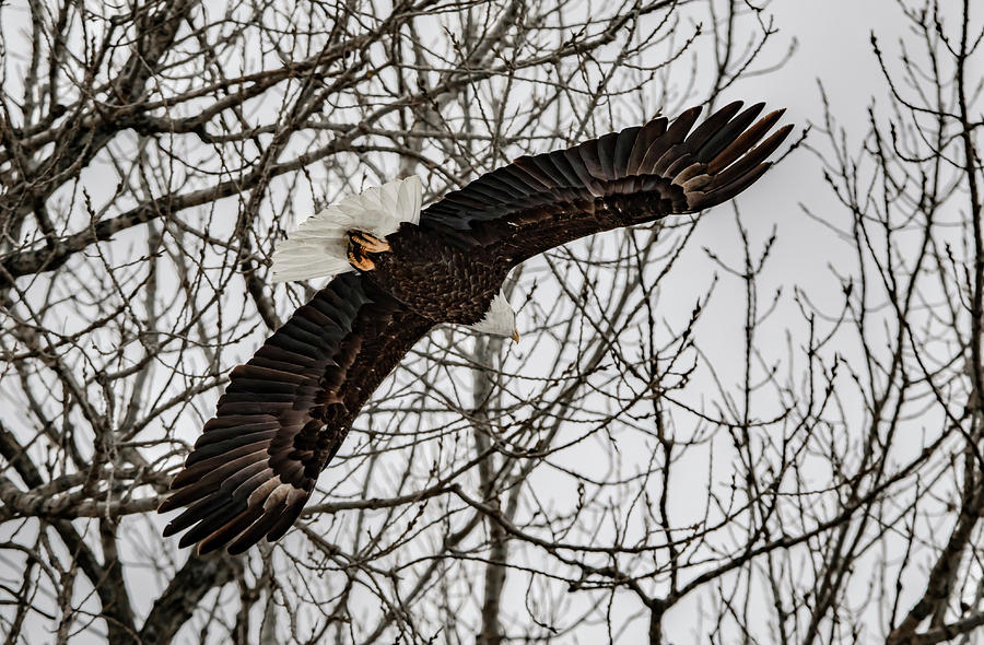 Eagle Over Head Photograph by Ray Congrove