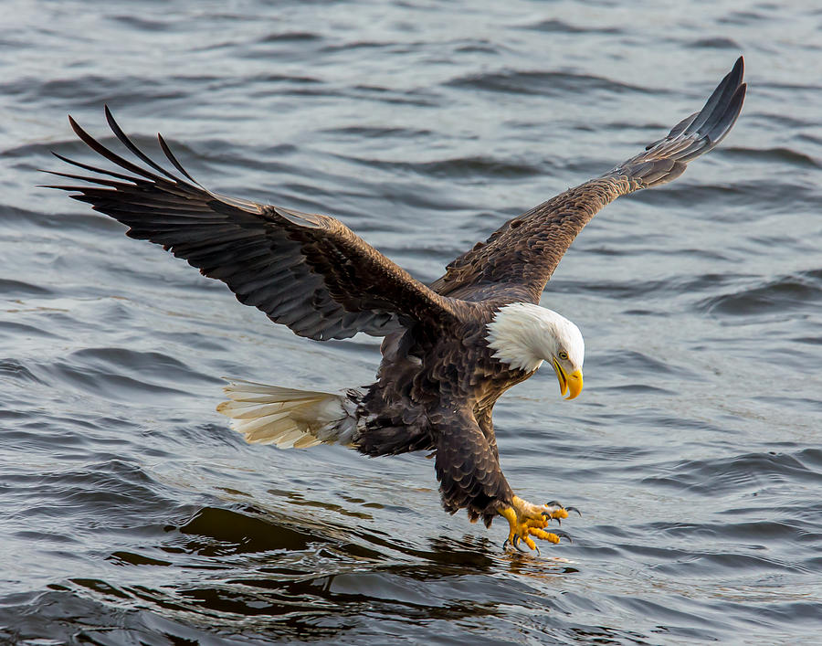 Eagle Over Water Photograph by Wayne Christensen - Fine Art America