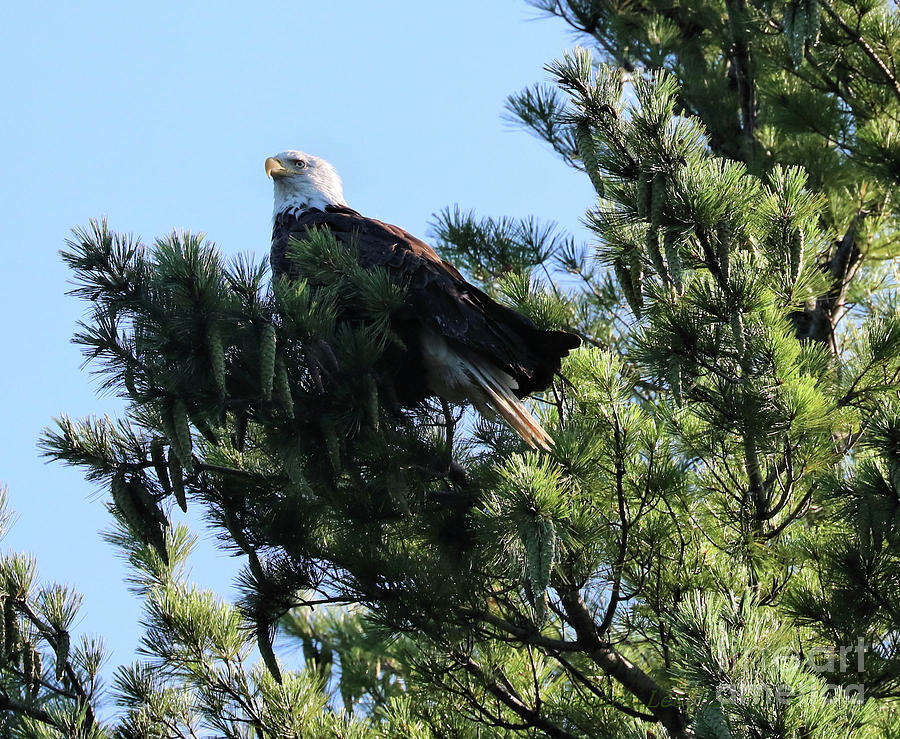 Eagle Overlooking Sand Pond in Maine Photograph by Sandra Huston - Fine ...