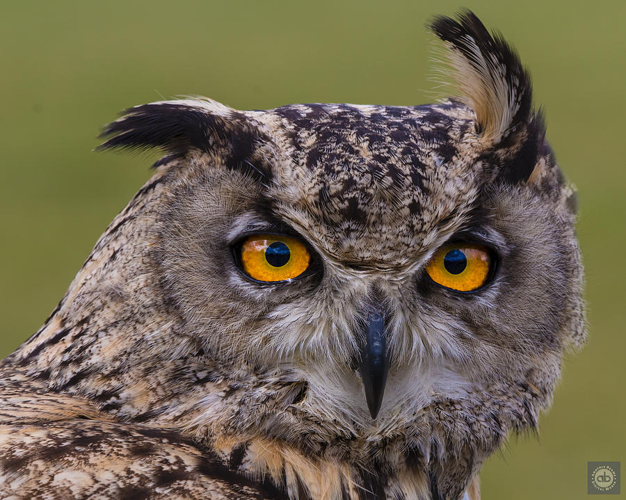 Eagle Owl Photograph by Anatole Beams