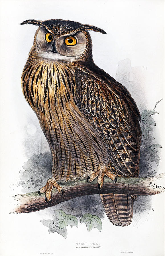 Eagle Owl. Bubo maximus Drawing by Edward Lear