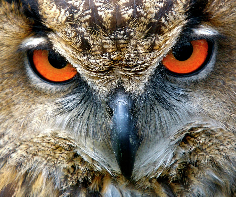 eurasian eagle owl attack