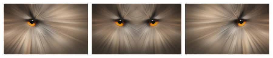 Eagle Owl Eye Triptych Photograph by Andy Astbury