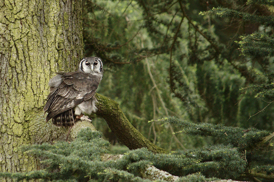 Eagle Owl In Forest Photograph by Adrian Wale