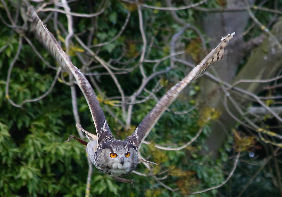 Bird Photograph - Eagle Owl by Jeff Townsend