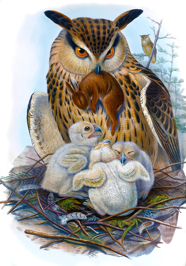 Eagle Owl Antique Bird Print Joseph Wolf Hc Richter Birds Of Great Britain Painting