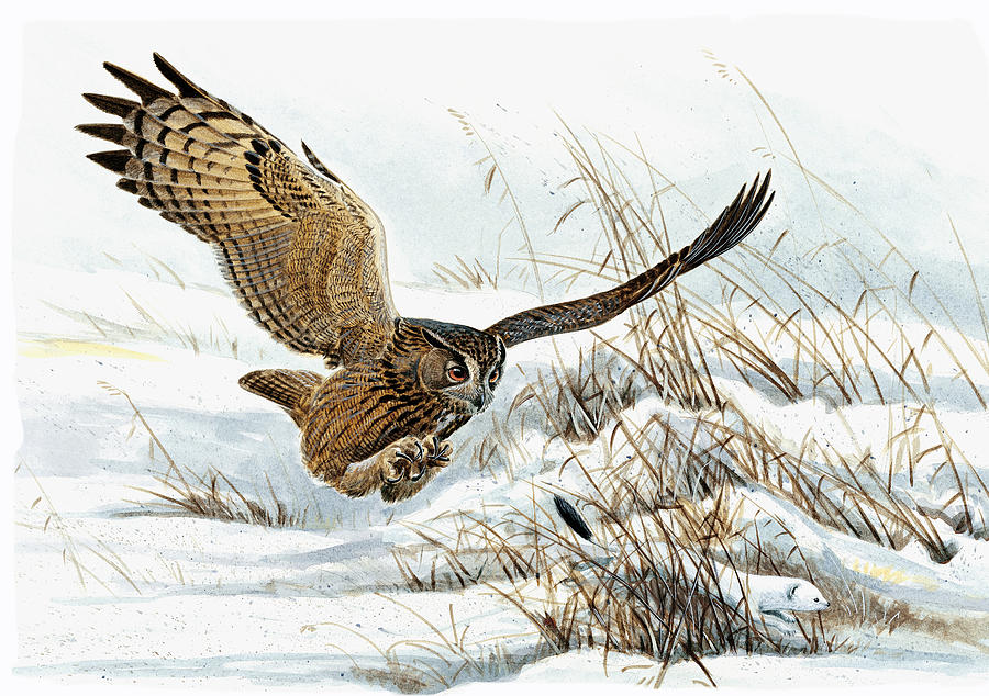 Owl Painting - Eagle Owl on attack by Dag Peterson