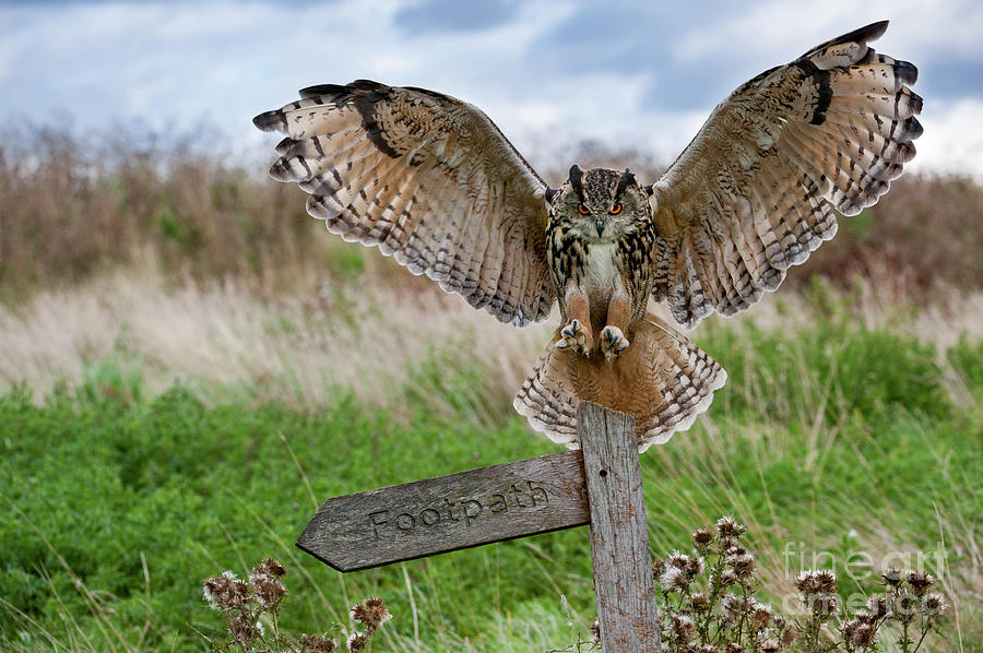 Eagle Owl on Signpost Photograph by Arterra Picture Library