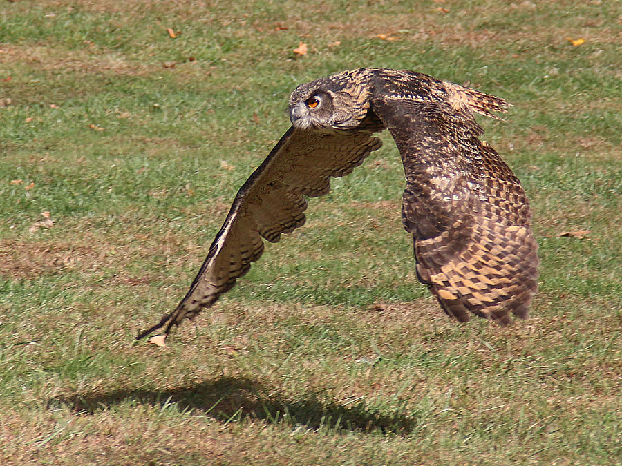 Eagle Owl On the Hunt 1 Photograph by William Selander