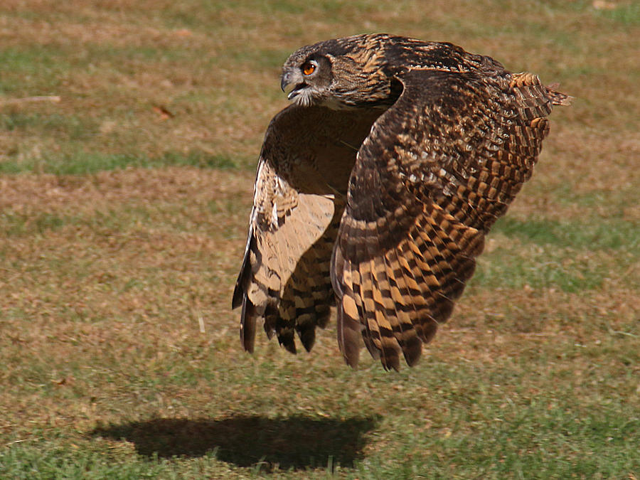 Eagle Owl On the Hunt 2 Photograph by William Selander