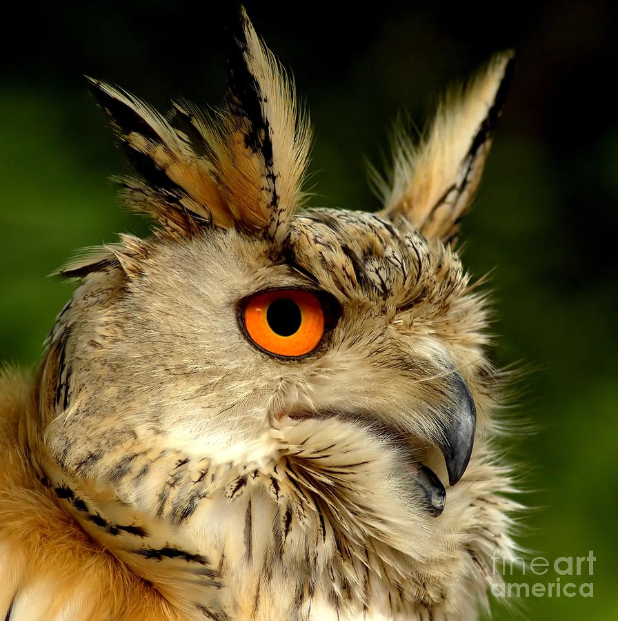 Eagle Owl Photograph