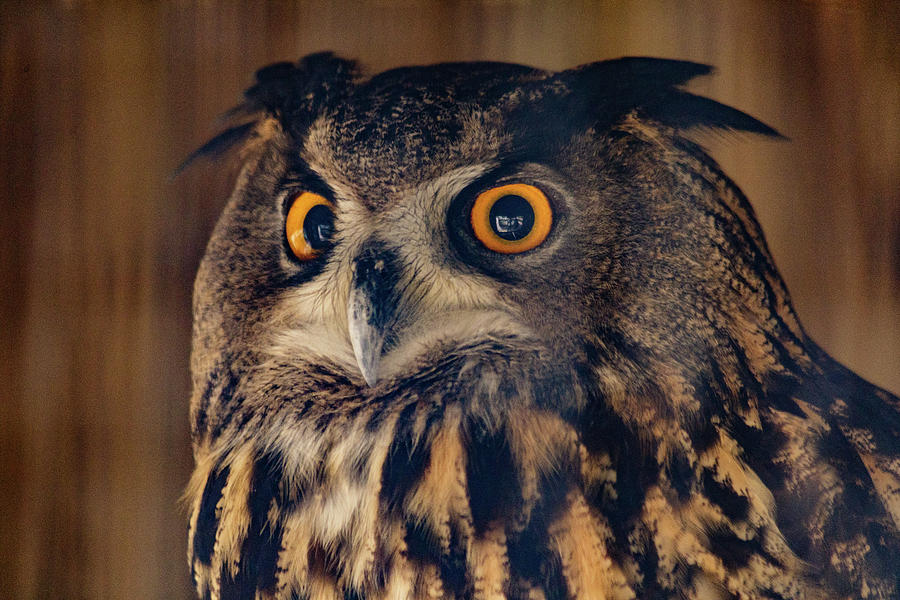 Eagle Owl Photograph by SAURAVphoto Online Store