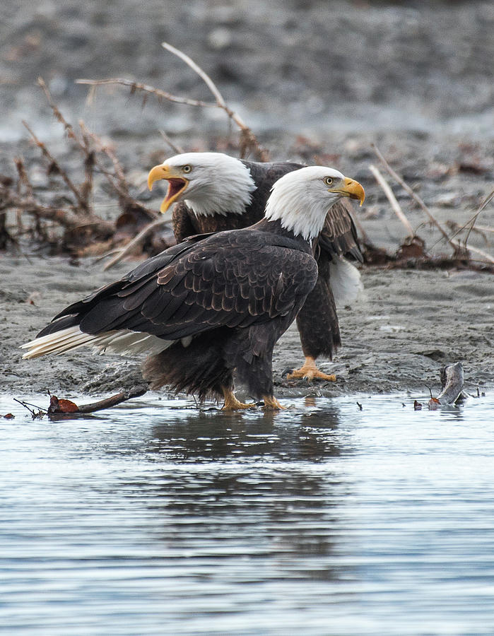 Eagle Pair Photograph by David Kirby