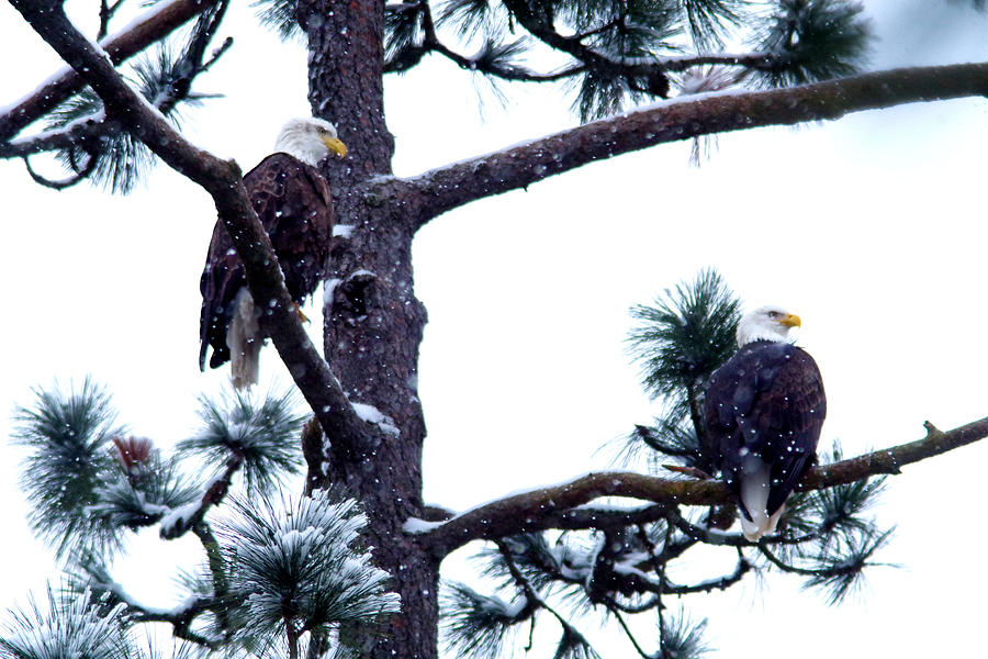 Eagle pair in a tree Photograph by Jeff Swan