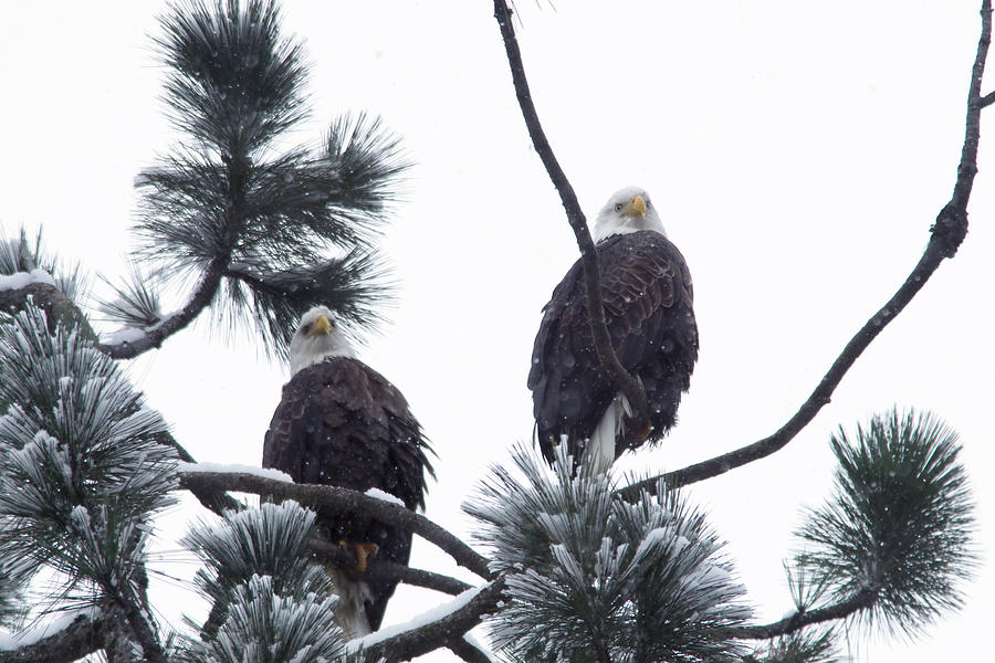 Eagle pair in snowfall Photograph by Jeff Swan