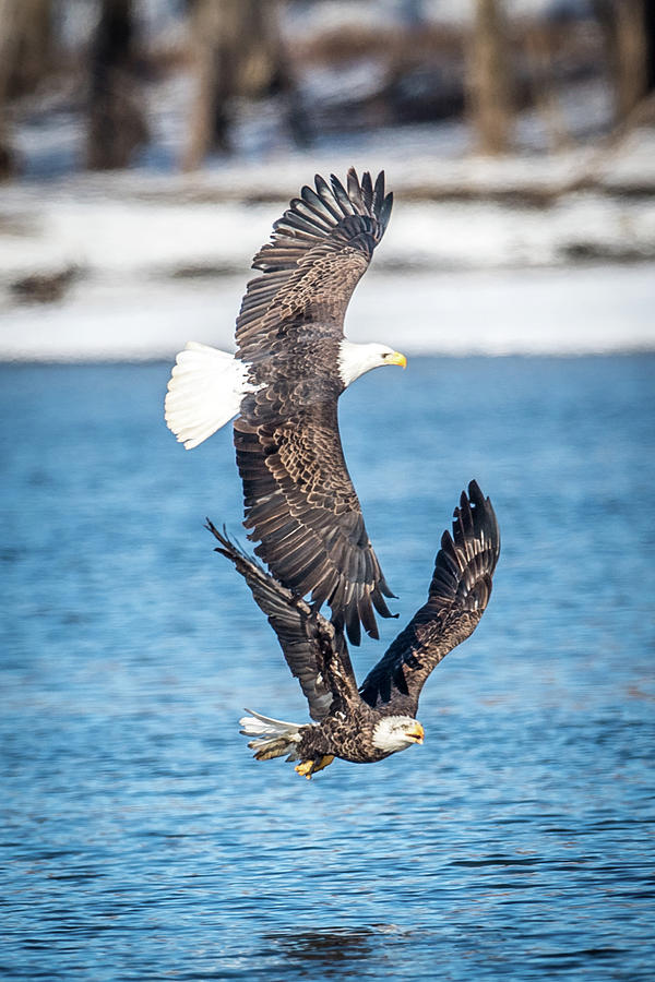 Eagle Pair Photograph by Paul Freidlund