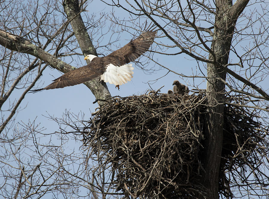 Eagle Peeps Photograph by Art Cole